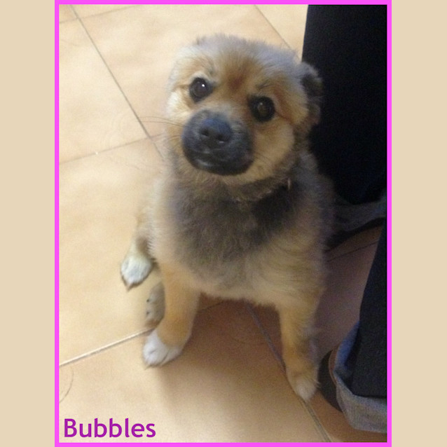 Photo of Bubbles