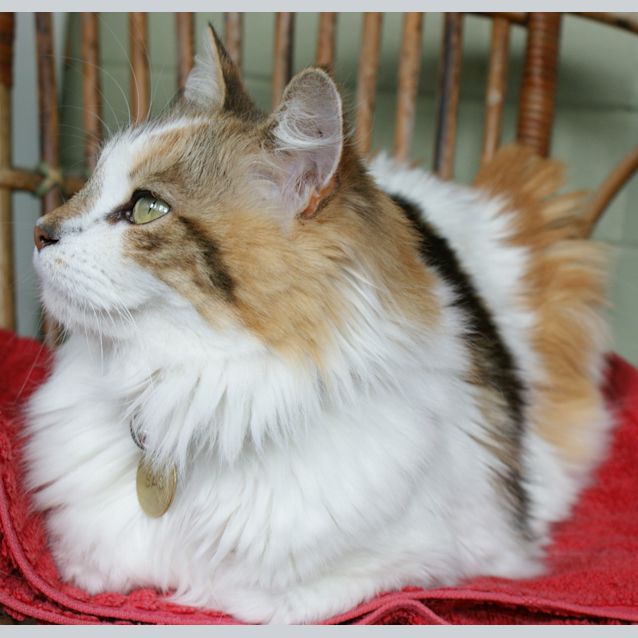 Photo of Daisy