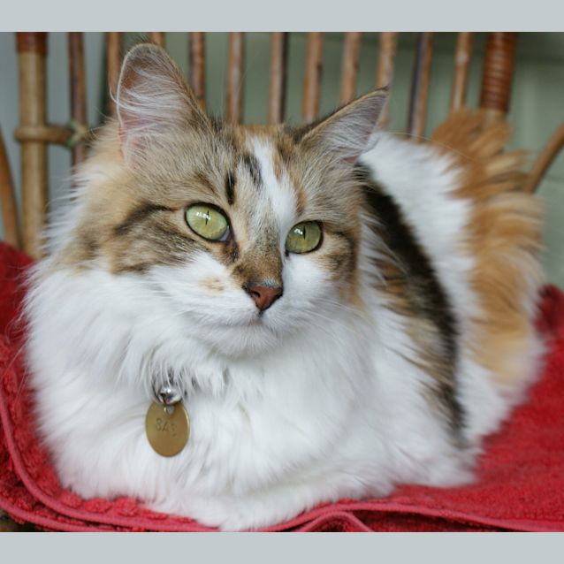 Photo of Daisy