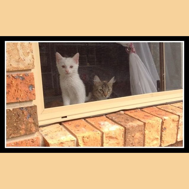 Photo of Francesca Purrfect Match
