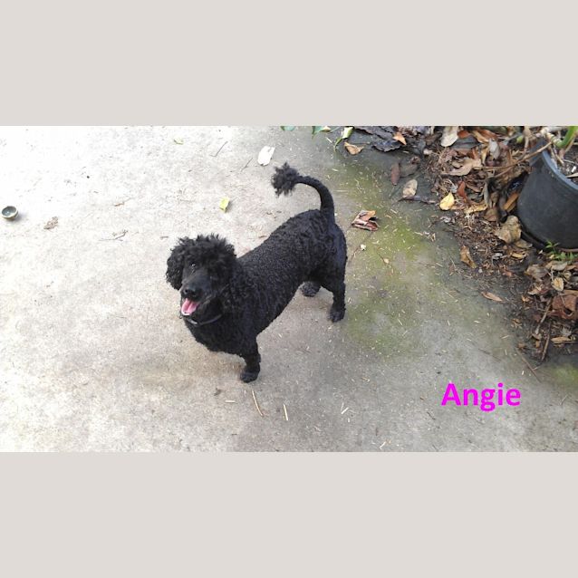 Photo of Albie & Angie *Bonded Pair*