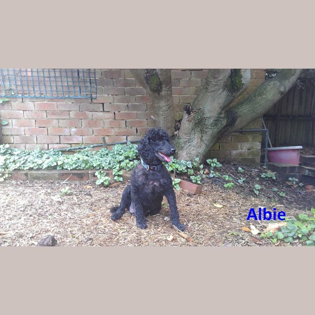 Photo of Albie & Angie *Bonded Pair*