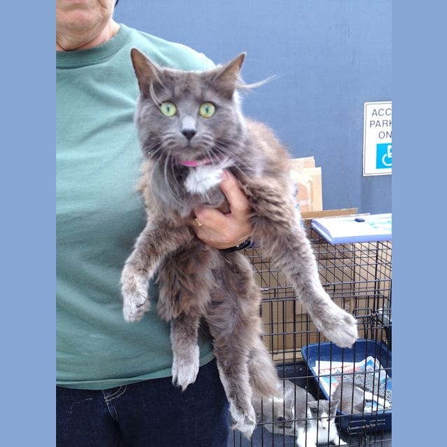 Photo of Kirra (Squawks Pet Store)