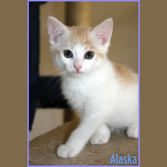 Photo of Alaska