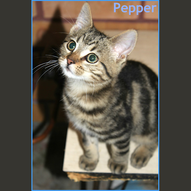 Photo of Pepper