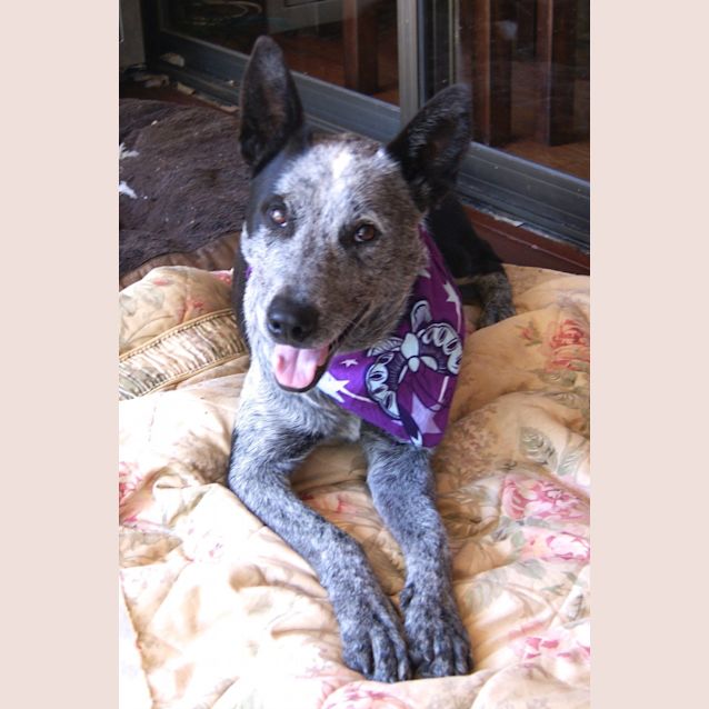 Photo of Bluey