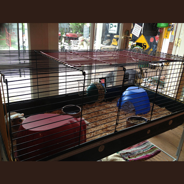 Photo of Casper & Caeser Cage Accessories Food