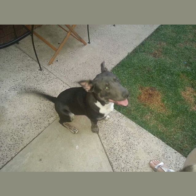 Photo of Neddy Noodle!