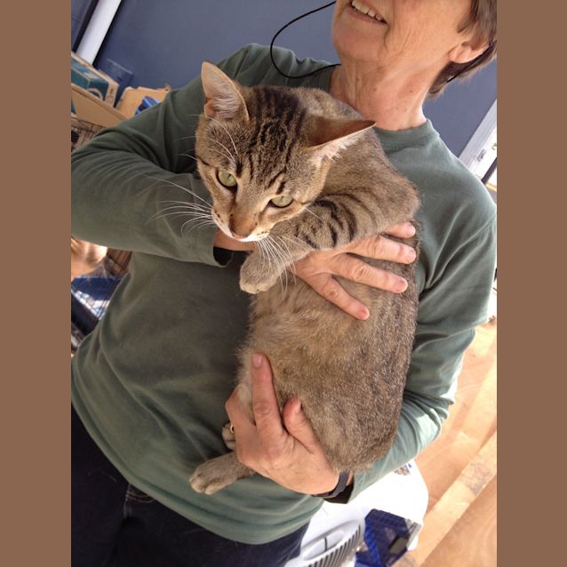 Photo of Ringo (Squawks Pet Store)