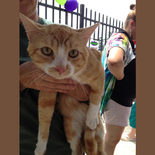 Photo of Simba