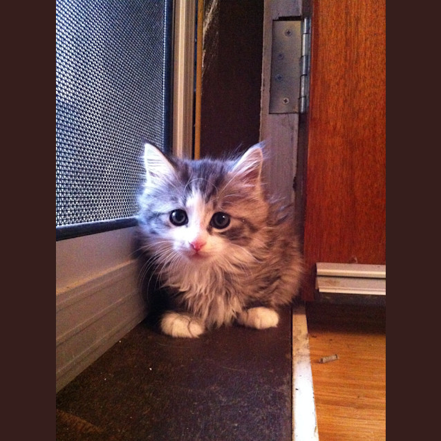 Photo of Jazzy (Located In Templestowe)