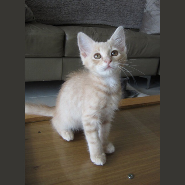 Photo of Sheba