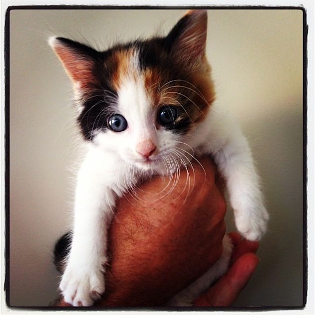 Photo of Pumpkin