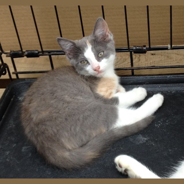 Photo of Simba