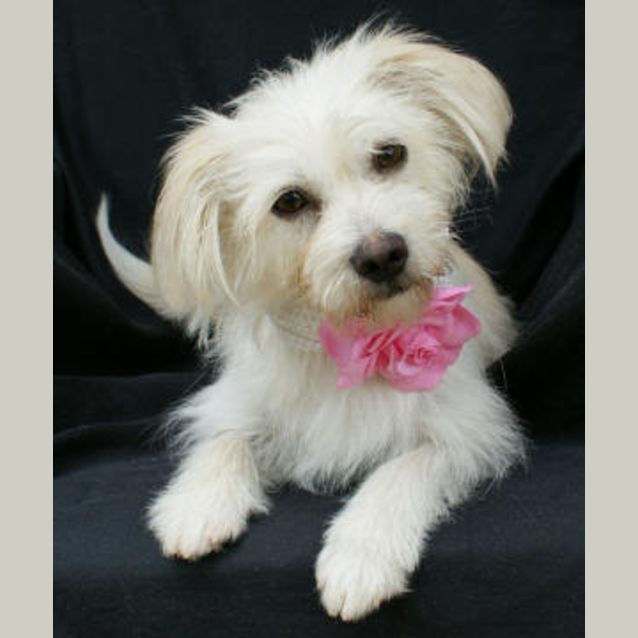 Photo of Brigitte Bardog