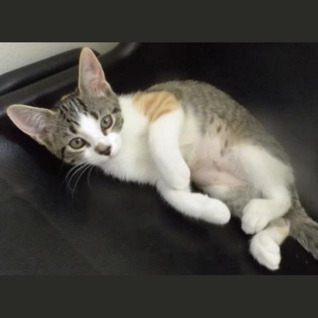 Photo of Lilly