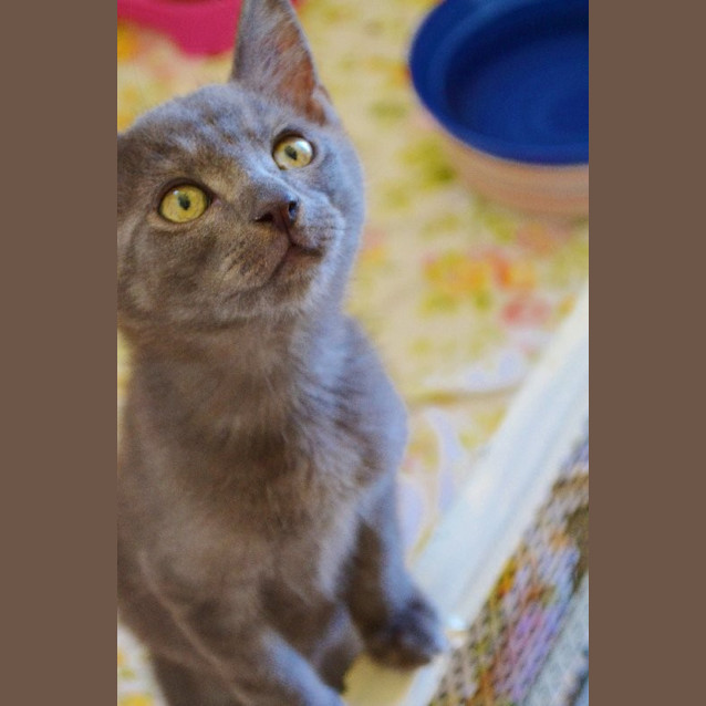 Photo of Archie