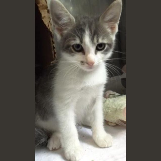 Photo of Pebbles