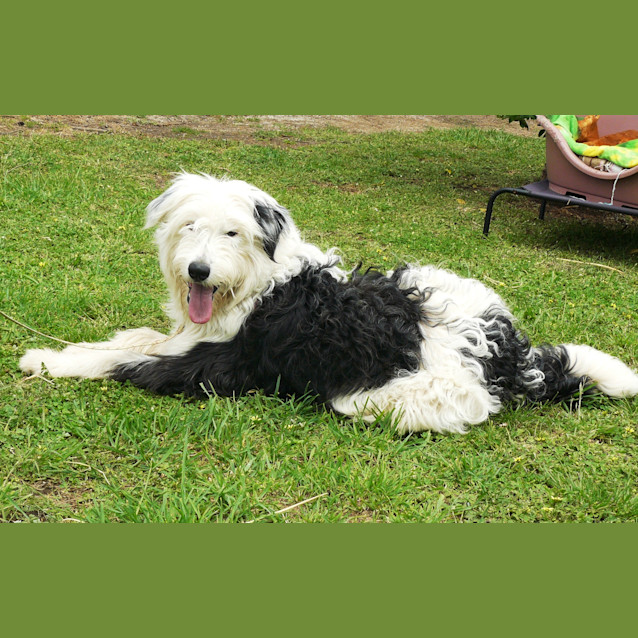 Photo of Casper