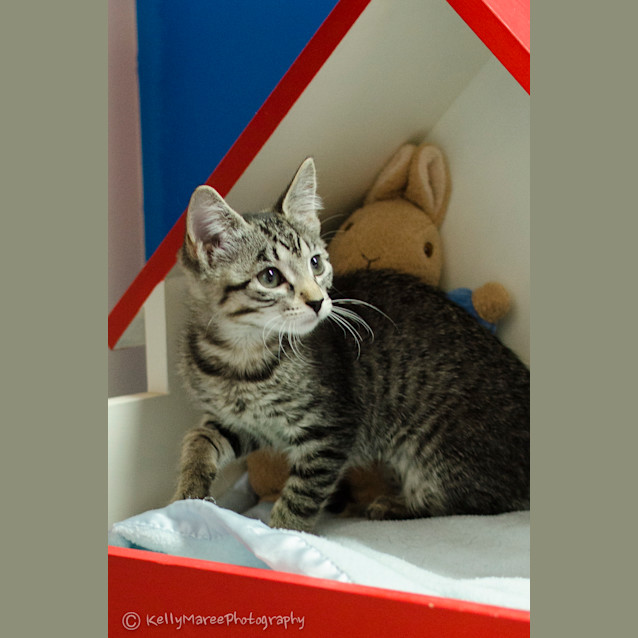 Photo of Shasta