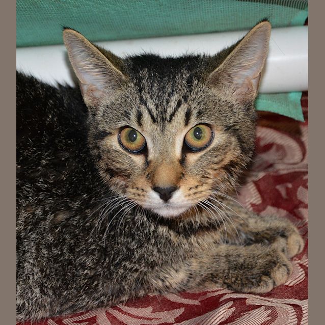 Photo of Precious Pinky (Lola)