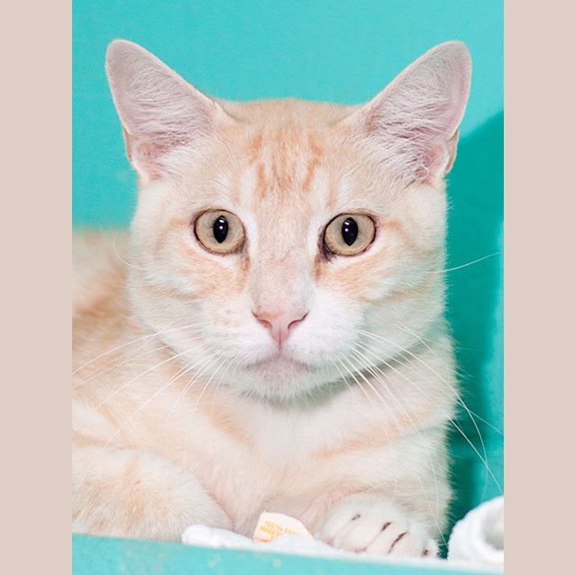 Photo of Precocious Patrick (Oscar)