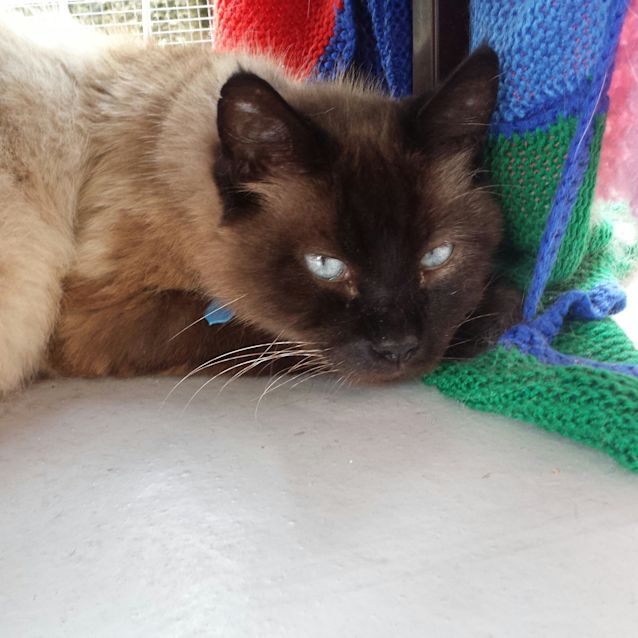 Photo of Pharoah Prince (Rasputin)