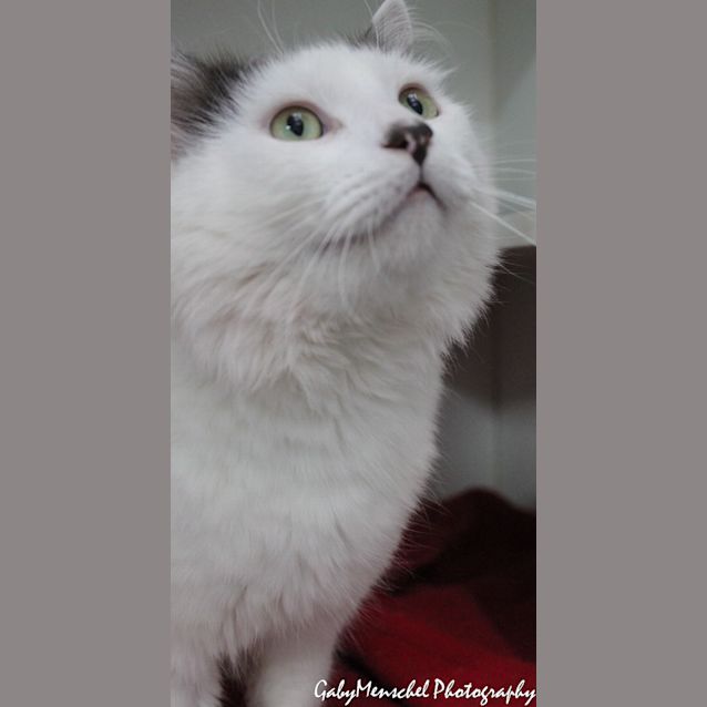Photo of Oscar