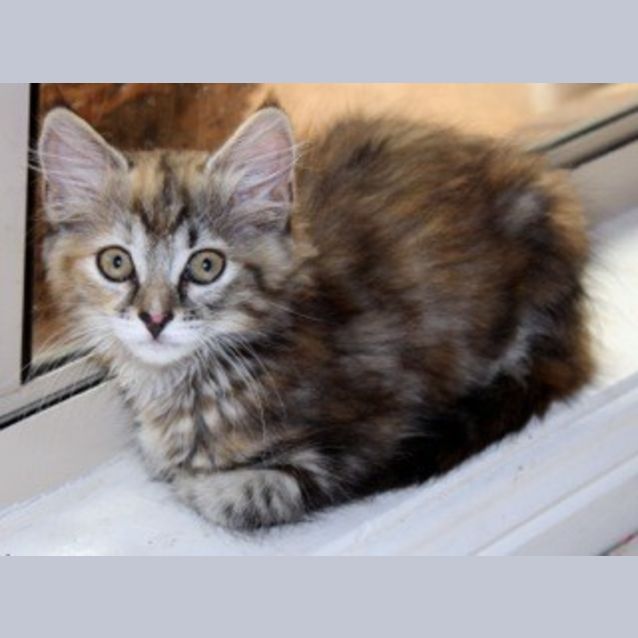 Photo of Belle