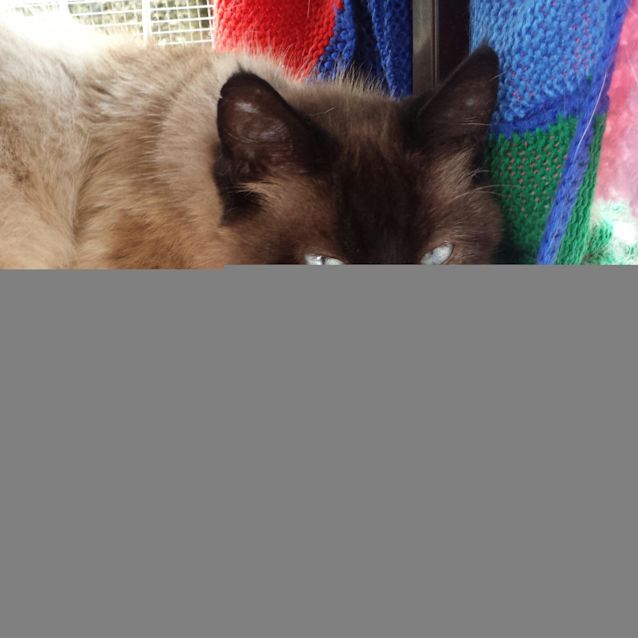 Photo of Pharoah Prince (Rasputin)