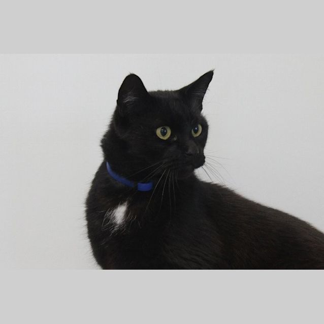 Photo of Balou