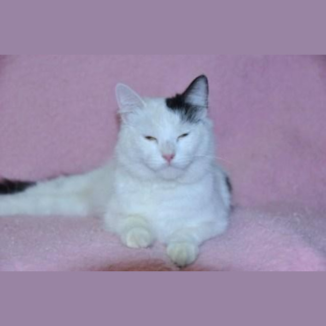 Photo of Luna