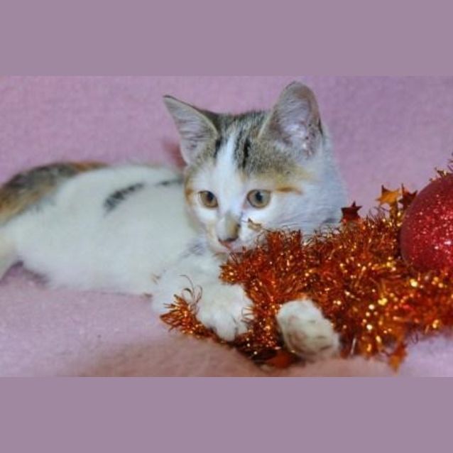 Photo of Porscha