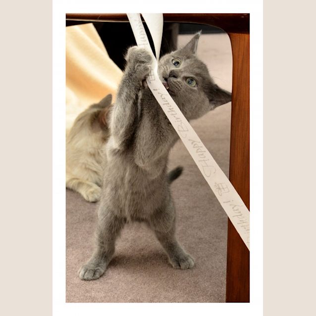 Photo of Sooty *Applications Closed*