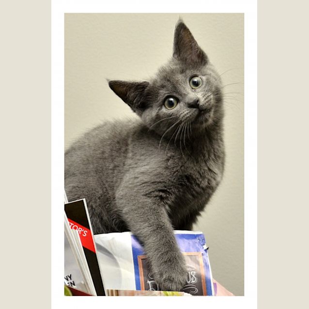 Photo of Sooty *Applications Closed*