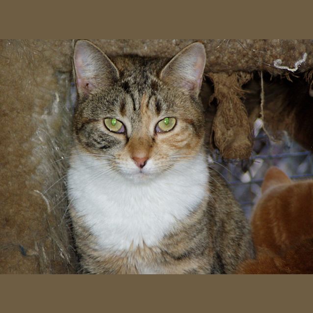 Photo of Gai