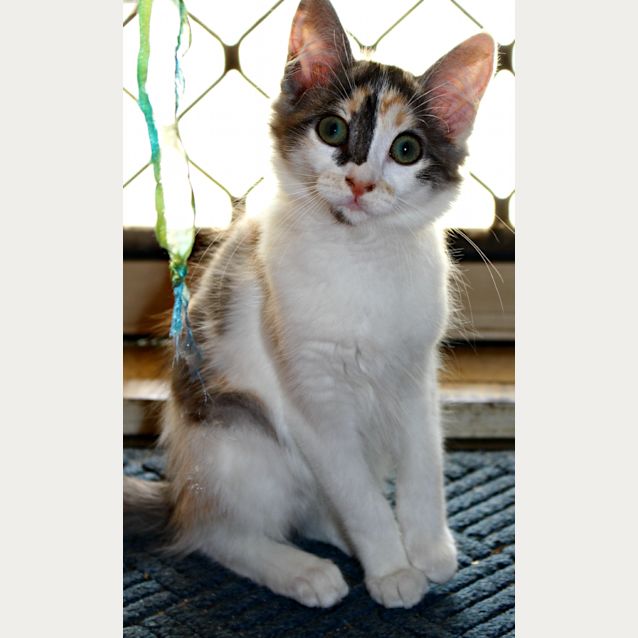 Photo of Buttercup