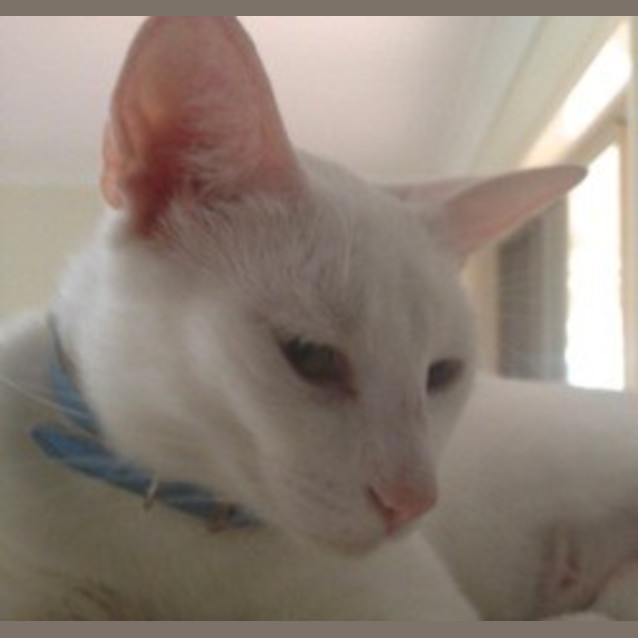 Photo of Blossom