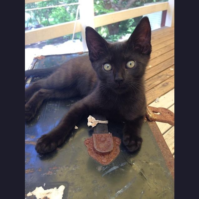 Photo of Pudding