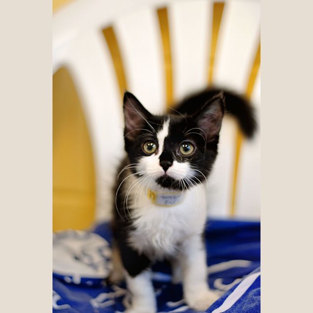 Photo of Jazz