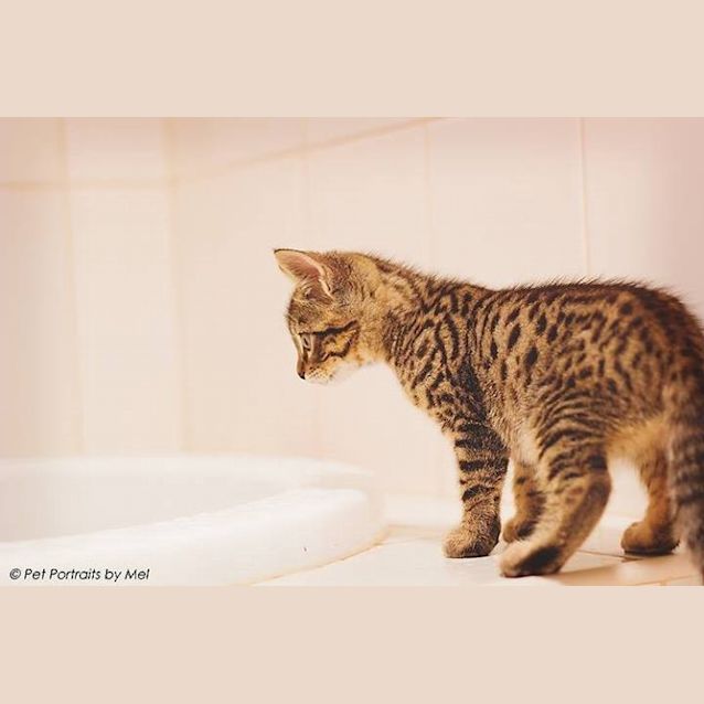 Photo of Stampy Cat