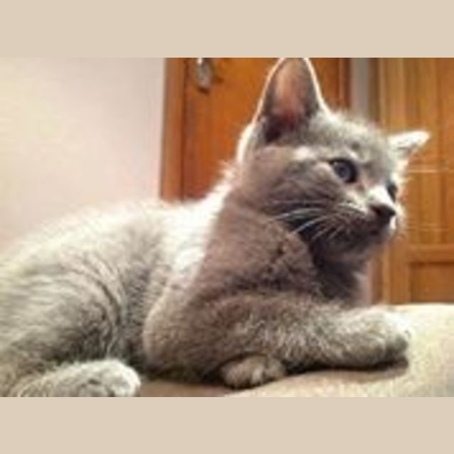 Photo of Cobalt