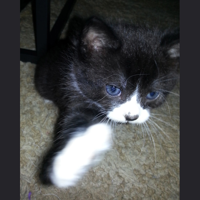 Photo of Thor (Available After Dec 30th)