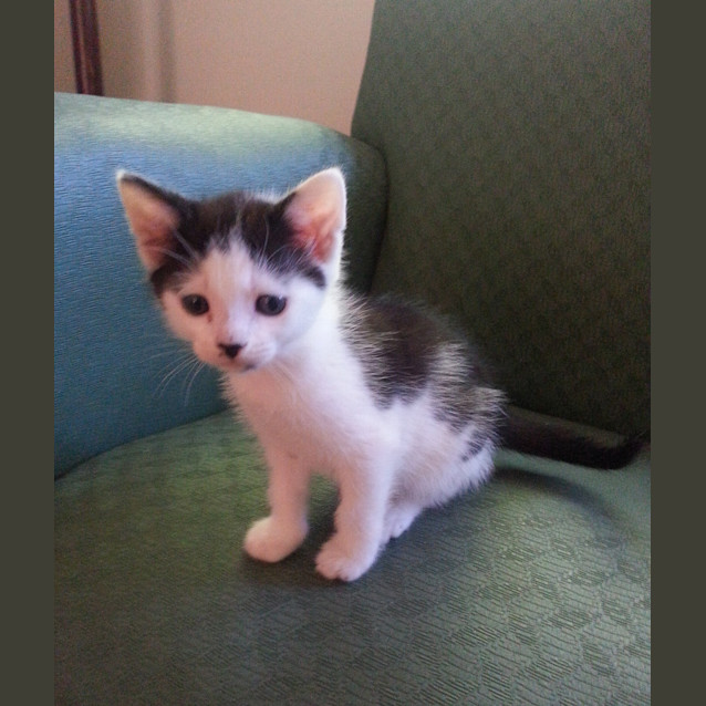 Photo of Loki (Available After Dec 30th)