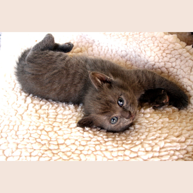 Photo of Kitten 1