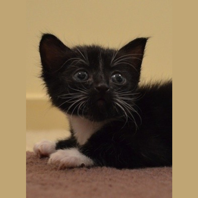 Photo of Victoria (C2203) 