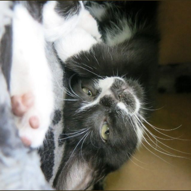 Photo of Domino