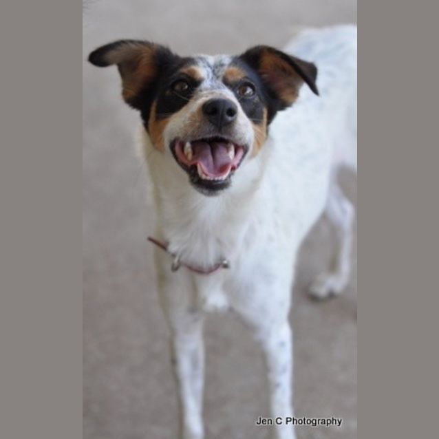 Photo of Daisy **The Most Gentle Placid Little Soul**