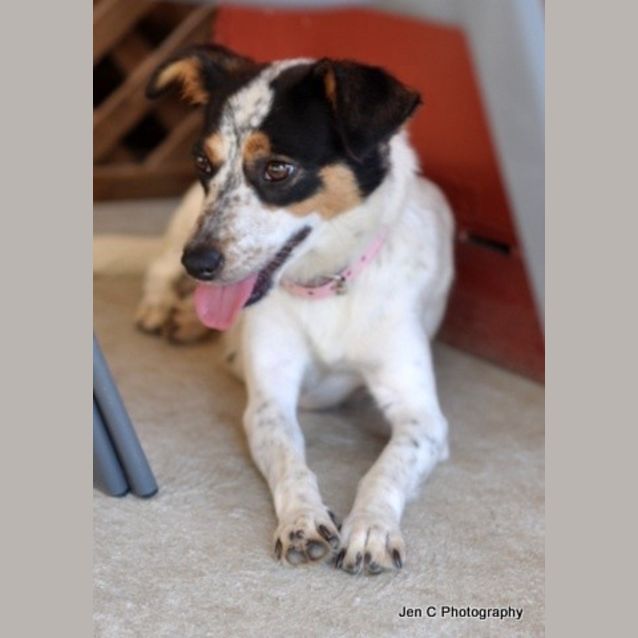 Photo of Daisy **The Most Gentle Placid Little Soul**