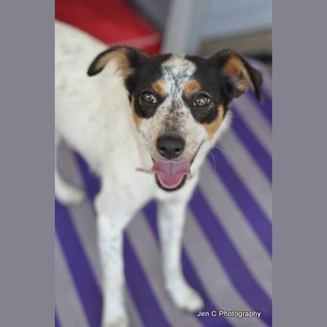 Photo of Daisy **The Most Gentle Placid Little Soul**